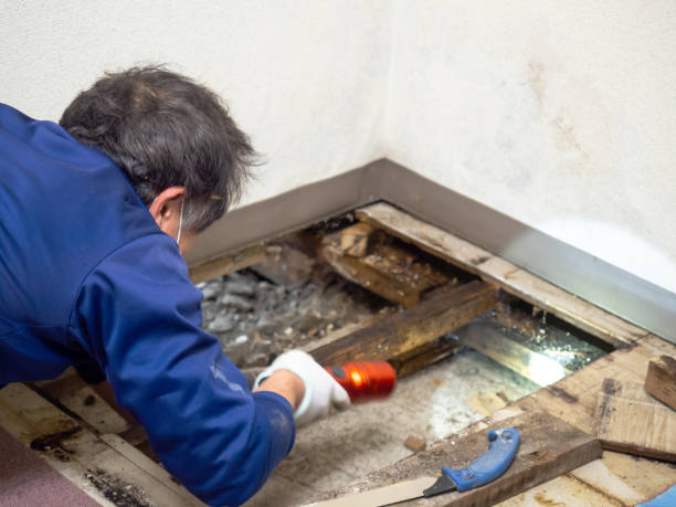 Best Mold Testing and Removal  in Chalmette, LA