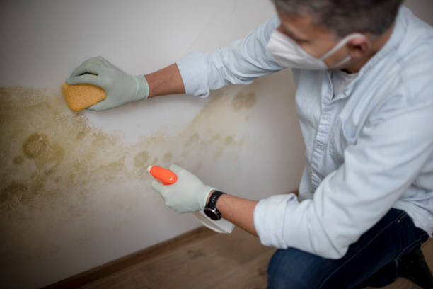 Mold Removal and Inspection in Chalmette, LA