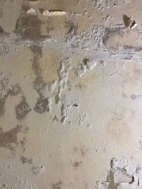 Best Mold Damage Repair  in Chalmette, LA