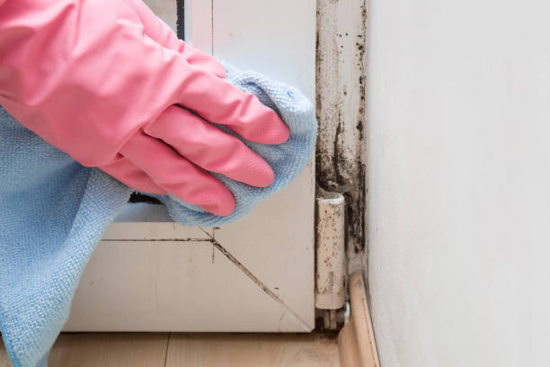 Best Toxic Mold Removal  in Chalmette, LA