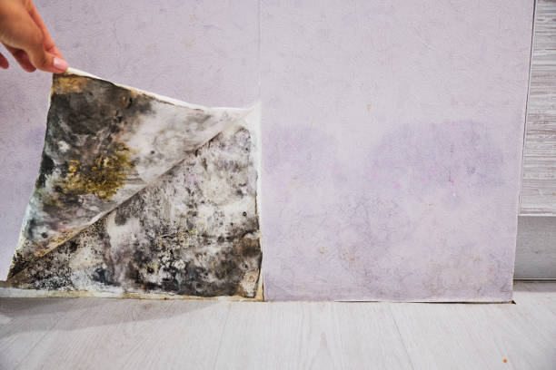 Best Local Mold Removal Service  in Chalmette, LA